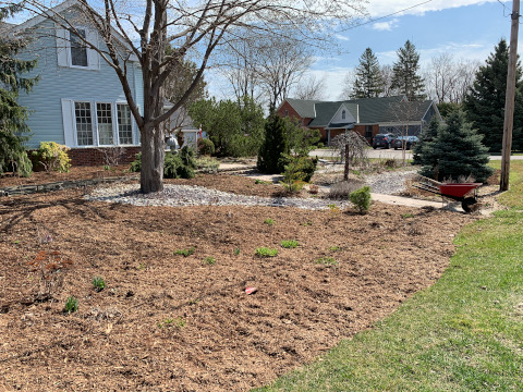 Applying cedar mulch - early April