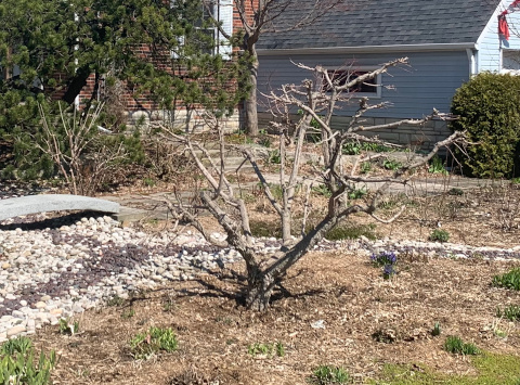 Best trimming of Smoke Bush