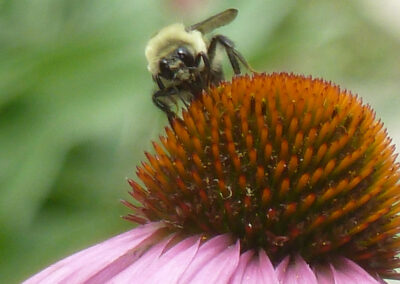 Bumble bee on Coneflower