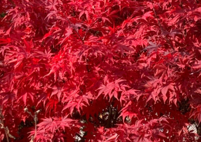 Fall Colours - Japanese Maple