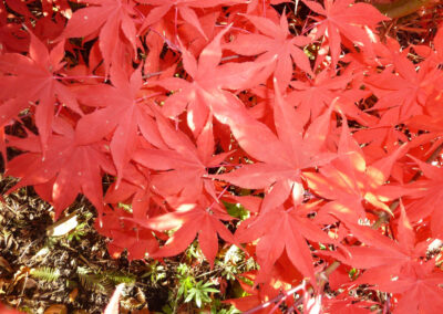 Japanese Maple - Fall