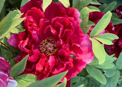 Red Japanese Itoh Peony