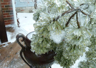 Winter Garden - after ice storm